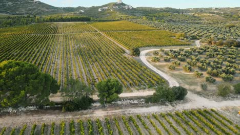 Aerial-establishing-descend-pan-up-across-perfect-vineyard-row-surrounded-by-dirt-road