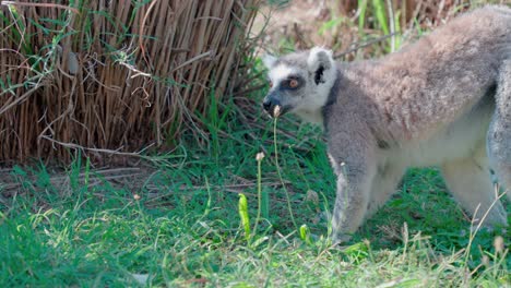 Ring-tailed-lemur-foraging-in-grass-for-food,-low-profile-view