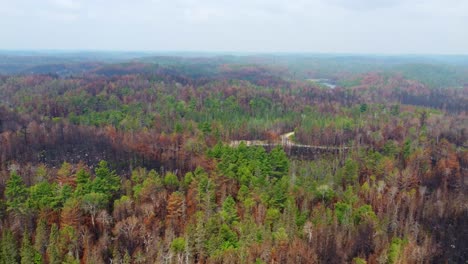 Teilweise-Abgebrannter-Wald-In-Kanada