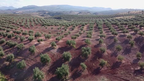 Imagen-Aérea-De-Olivar-En-Colinas-Y-Montañas.