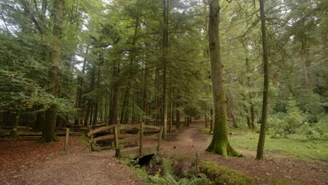 Langsames-Heranzoomen-Auf-Bäume-Und-Holzbrücke-Im-Blackwater-Arboretum