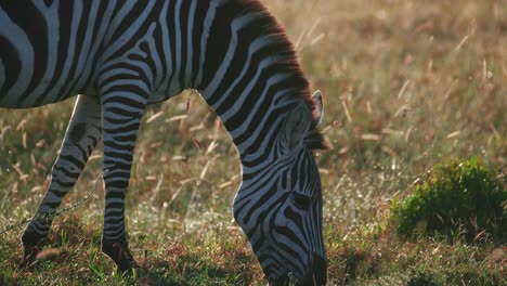 Nahaufnahme-Eines-Steppenzebras,-Das-Auf-Gras-In-Der-Masai-Mara,-Kenia-Grast