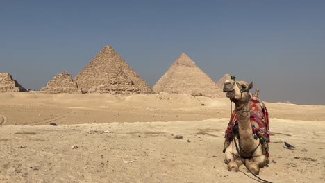 Camel-sitting-before-the-Great-Pyramids-of-Giza-on-a-sunny-day,-clear-sky