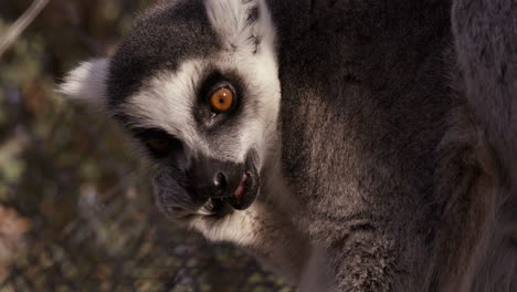 Lemur-Kaut-Im-Zoogehege-Auf-Futter-Herum---Nahaufnahme-Von-Gesicht-Und-Leuchtend-Braunen-Augen