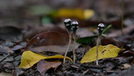 Visto-Creciendo-En-Lo-Profundo-Del-Bosque-Mientras-Una-Hormiga-Negra-Se-Mueve-De-Izquierda-A-Derecha,-Thismia-Mirabilis,-Tailandia