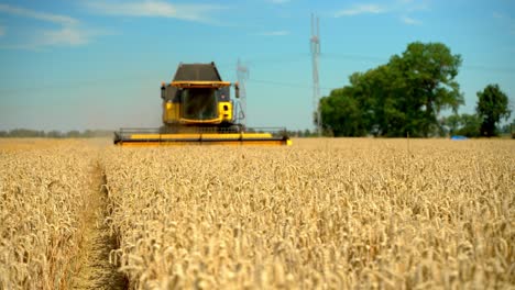 Working-Combine-Harvester-Harvesting-Ripe-Rye-On-Agricultural-Farm-Field