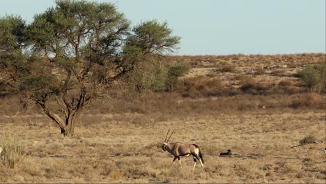 Herd-Of-Gemsbok-Walking-Past-Resting-Cheetah,-Kgalagadi,-Wide-Shot