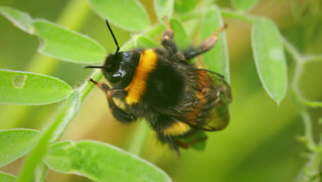 Closeup-white-tailed-bumblebee-resting-on-green-leaf-in-garden