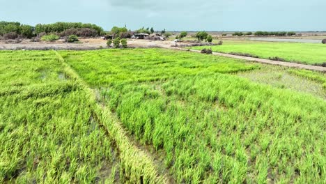 Vorbeiflug-Drohnenaufnahmen-über-Der-Grünen-Farm-In-Golarchi-Sindh-Pakistan,-Reisfeld