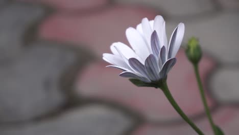 La-Flor-Dimorphotheca-Está-Floreciendo-En-El-Parque.