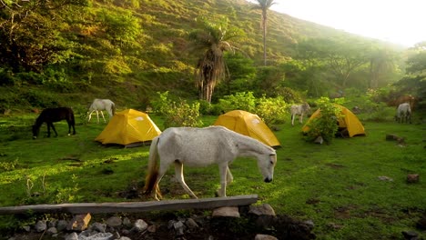 Several-white-and-black-horses-wandering-around-a-vibrant-green-tropical-campsite-with-palm-trees-on-which-three-yellow-dome-tents-from-The-North-Face-stand-during-golden-hour-in-slow-motion