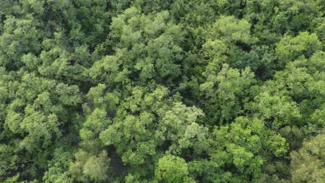 Vista-Aérea-De-Sundarban,-Que-Es-Uno-De-Los-Bosques-De-Reserva-De-Tigres-Más-Grandes-De-Asia.