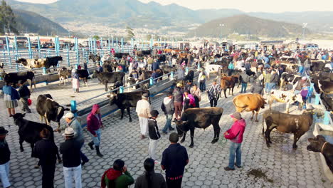 Concurrido-Mercado-De-Ganado-De-Otavalo-En-Ecuador-Con-Diversas-Personas-Y-Animales-A-La-Luz-Del-Día.