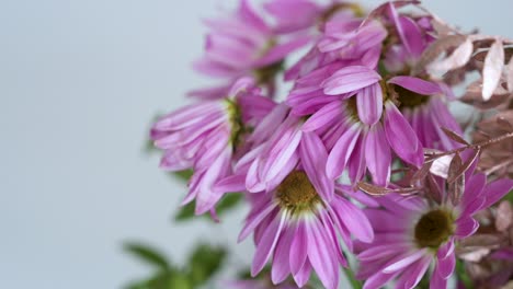 Close-up-view-of-a-boutique-featuring-a-variety-of-wilting-and-dried-up-pink-flowers