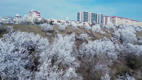 Árboles-Cubiertos-De-Hielo-En-Las-Colinas-Junto-A-La-Carretera-De-La-Ciudad-En-Invierno-En-Galati,-Rumania