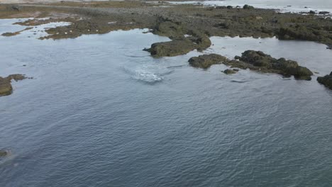 Colonia-De-Focas-Salvajes-Saltando-Rápidamente-Al-Agua,-Focas-Desapareciendo-Bajo-El-Agua,-Islandia