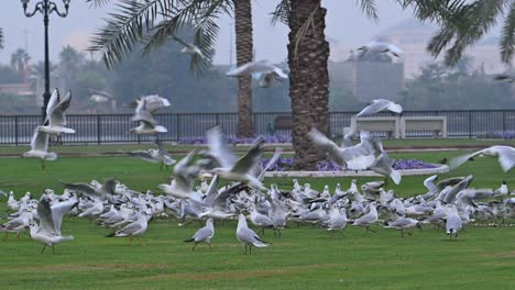 On-February-24,-2024,-Migratory-birds-on-a-misty-winter-morning-in-Sharjah,-United-Arab-Emirates