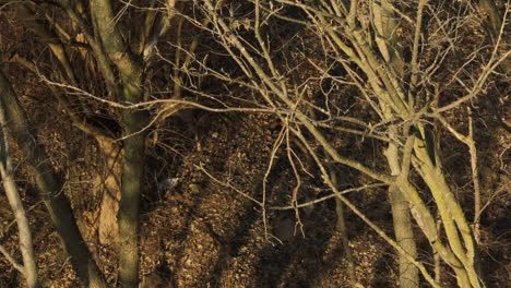 Ruhende-Weißwedelhirsche-Im-Wald-Mit-Kahlen-Bäumen-Bei-Sonnenuntergang