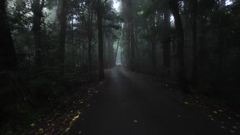 First-person-view-travelling-along-a-tourist-drive-through-a-misty-rainforest-scene