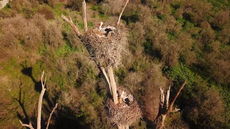 Fly-over-stork-bird-sitting-on-foliage-nest-on-top-of-tree-in-summer-season-sun-shine-mid-day-in-nature-landscape-wonderful-scenic-aerial-shot-wildlife-attraction-tourist-landmark-observe-birds-Iran