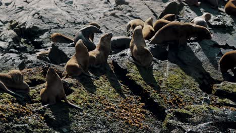 Colony-Of-Fur-Seals-And-Sea-Lions-Over-Rocky-Islands-In-Beagle-Channel,-Tierra-del-Fuego,-Southern-Argentina