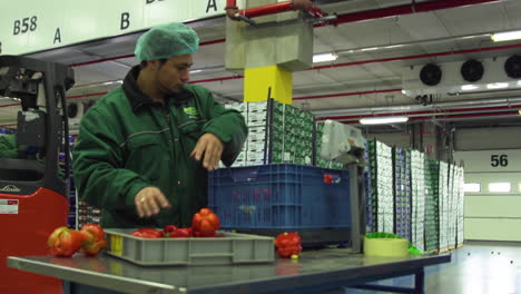 Employee-performing-a-sample-check-on-a-batch-of-red-capsicum,-health-and-safety