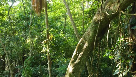 Drohnenansicht,-Die-Sich-Langsam-Durch-Die-üppigen-Tropischen-Waldbäume-Von-Minca,-Kolumbien-Bewegt