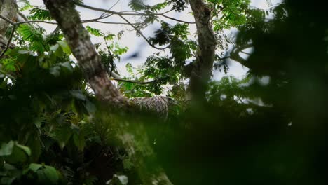 Seen-on-top-of-a-tree-covered-by-branches-and-leaves-while-it-looks-to-the-right,-Philippine-Eagle-Pithecophaga-jefferyi,-Philippines