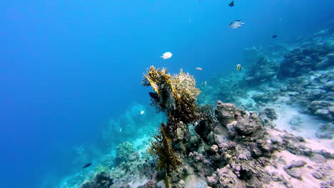 Diving-in-the-coral-reef-in-the-Red-Sea,-Sharm-El-Sheikh,-Egypt