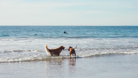 Cámara-Lenta,-Un-Par-De-Perros-Divirtiéndose-En-La-Playa-En-Un-Caluroso-Día-De-Verano