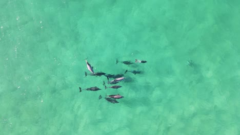 Eine-Herde-Verspielter-Delfine-Kommt-Als-Familiengruppe-Zusammen-Und-Interagiert-Miteinander