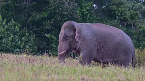 Die-Kamera-Zoomt-Heraus-Und-Zeigt-Diese-Gewaltige-Tierfütterung,-Den-Indischen-Elefanten-Elephas-Maximus-Indicus,-Thailand