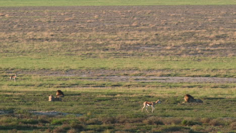 Distant-View-Of-Lions-And-Springboks-In-The-Wild-Savannah-In-South-Africa