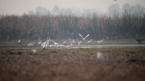 Bandada-De-Pájaros,-Garcetas-Y-Espátula-Pescando-En-La-Zona-De-Humedales.