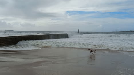 Rough-sea-with-strong-waves-hitting-the-jetty,-a-dog-having-fun-running-on-the-beach-with-the-water