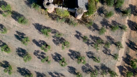 Top-down-bird's-eye-view-of-a-medieval-castle-in-an-olive-grove-on-a-sunny-day