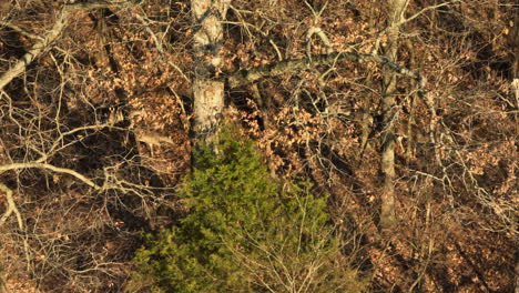 Wandering-White-Tailed-Deer-Herd-In-The-Wild-Forest-During-Sunset