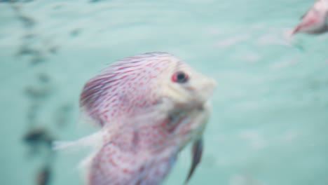 Red-turquoise-discus-fish,-freshwater-fish-swimming-in-an-aquarium