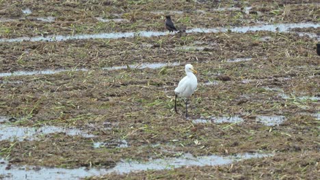 Handheld-motion-close-up-shot-capturing-great-egret-and-crested-myna-foraging-for-fallen-crops-on-the-soil-ground-after-paddy-fields-have-been-harvested