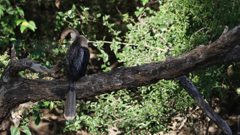 Anhinga-Posado-En-Un-árbol-Mientras-Se-Acicala-Y-Muestra-El-Cuello-Y-El-Pico-Largos