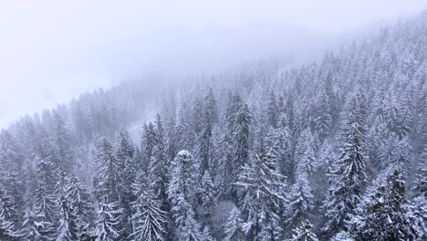 Aerial-of-a-forest-in-heavy-snow-fall
