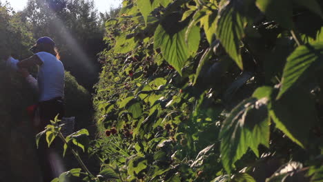 Agricultoras-Recogiendo-A-Mano-Las-Frambuesas-Rojas-Maduras-De-Los-Arbustos