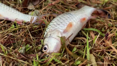 A-newly-caught-bald-fish-lies-on-the-grass-and-wiggles-its-gills