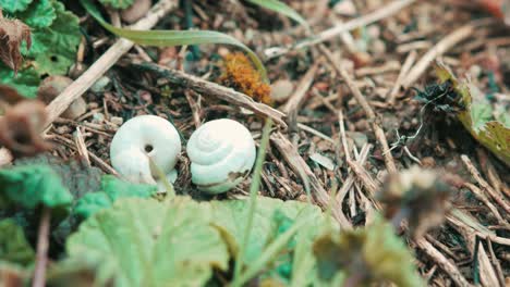 Nahaufnahme-Von-Zwei-Alten,-Kleinen,-Verlassenen-Schneckenhäusern,-Die-In-Der-Natur-Zurückgelassen-Wurden