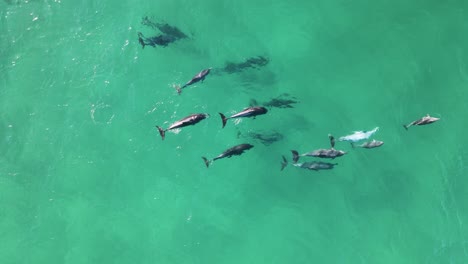 Eine-Delfinschule,-Die-Im-Klaren-Ozean-Schwimmt,-Interagiert-Spielerisch-Als-Familiengruppe