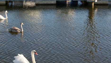 two-Swans-and-two-cygnets-swim-in-and-out-of-frame-at-Lymington-river