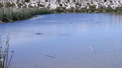 Spinning-on-pond-surface-stirs-up-food-for-small-wader-birds-in-water