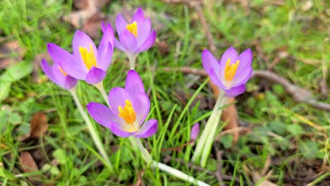 Flores-De-Azafrán-De-Primavera-En-El-Bosque.-Inicio-De-La-Primavera