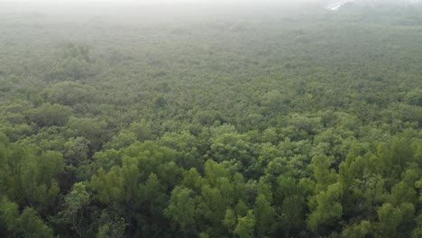 Ariel-view-shot-of-Sundarban,-which-is-one-of-the-biggest-tiger-reserve-forest-in-Asia