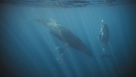 Humpback-whale-mother-descends-as-calf-reaches-up-to-surface,-full-body